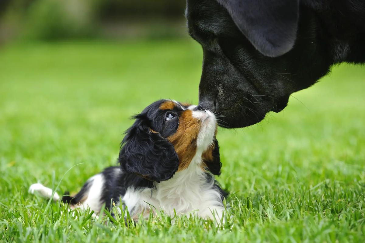 Cavalier King Charles Spaniel