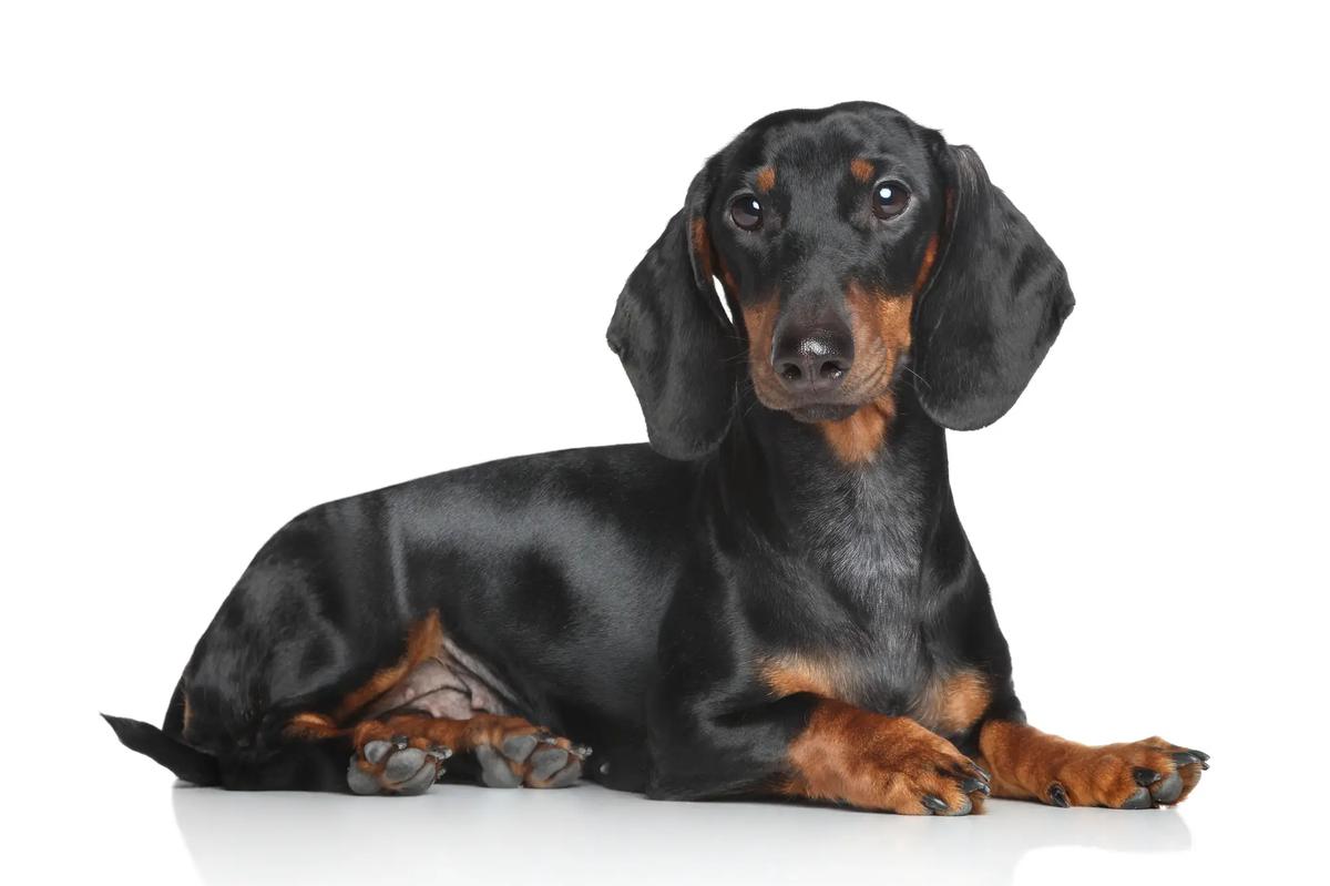 Dachshund Miniatura