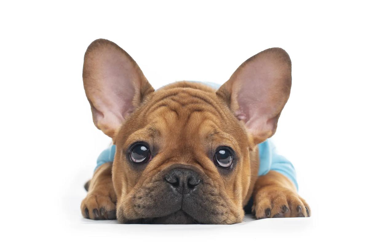 French Bulldog