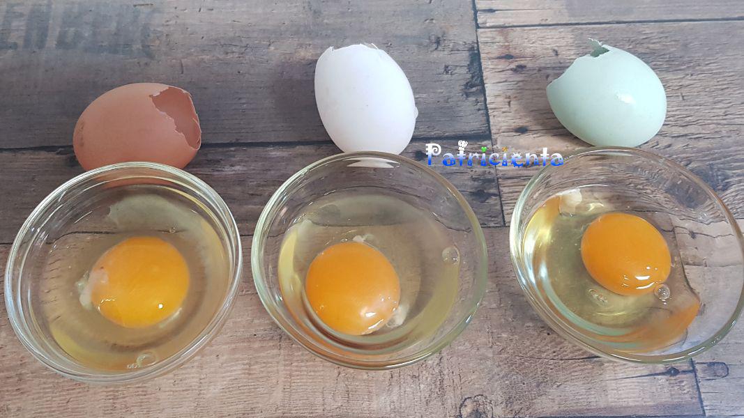 Huevos azules de gallinas Araucanas. Patricienta Cook