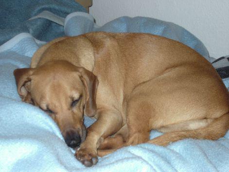 los animales sueñan