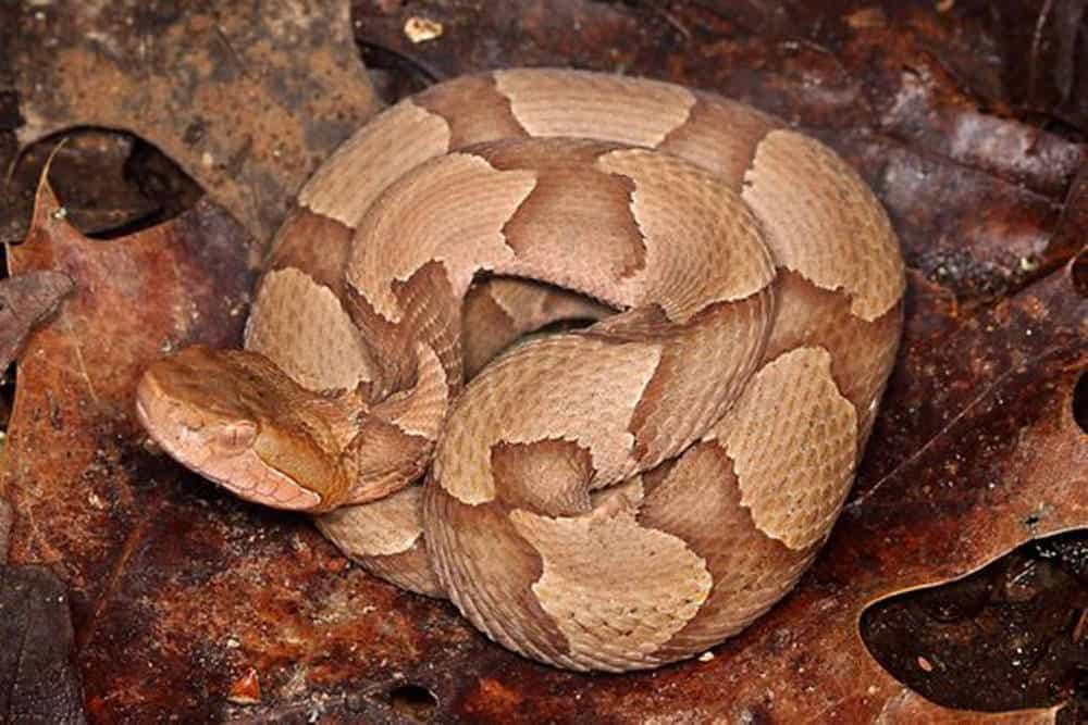 serpiente cabeza de cobre enroscada sin cascabel