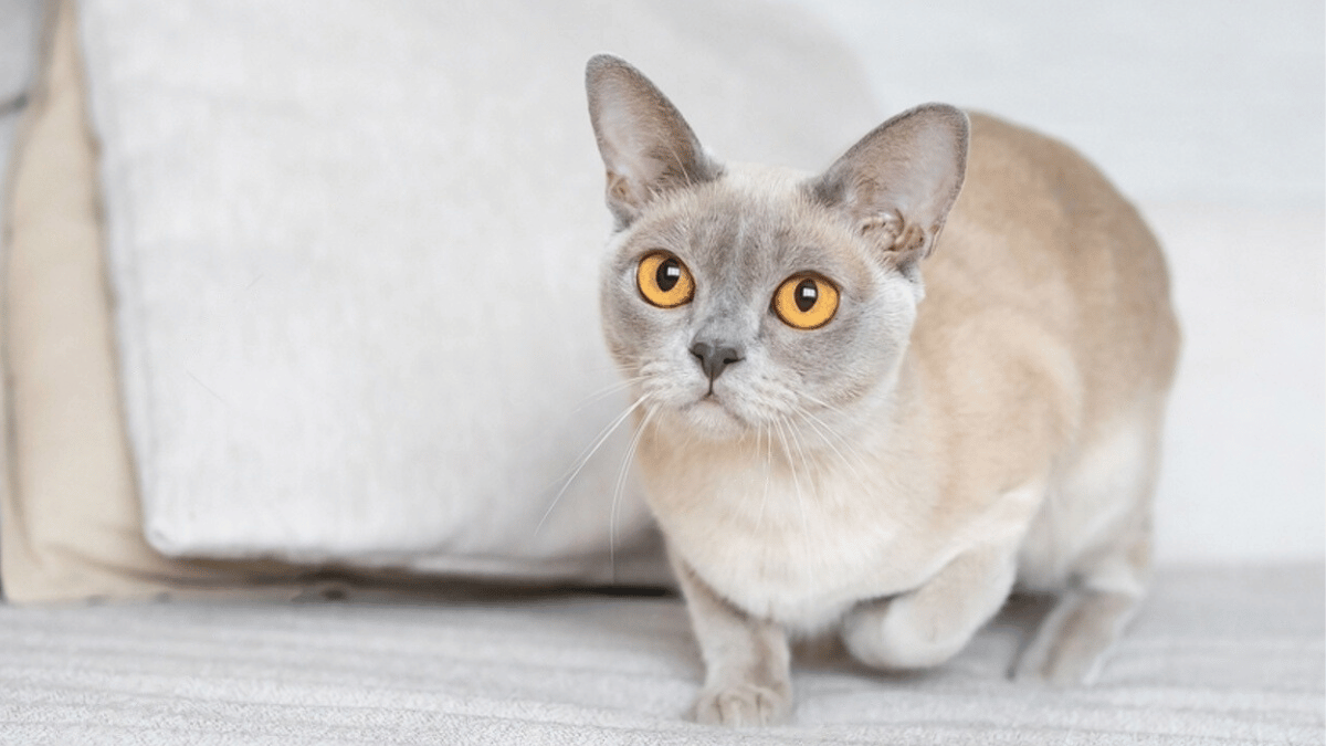 gato birmano en posición de juego