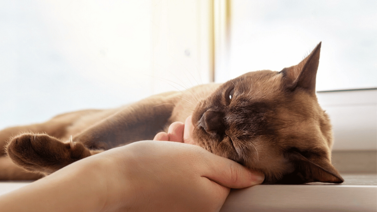 gato birmano regaloneando