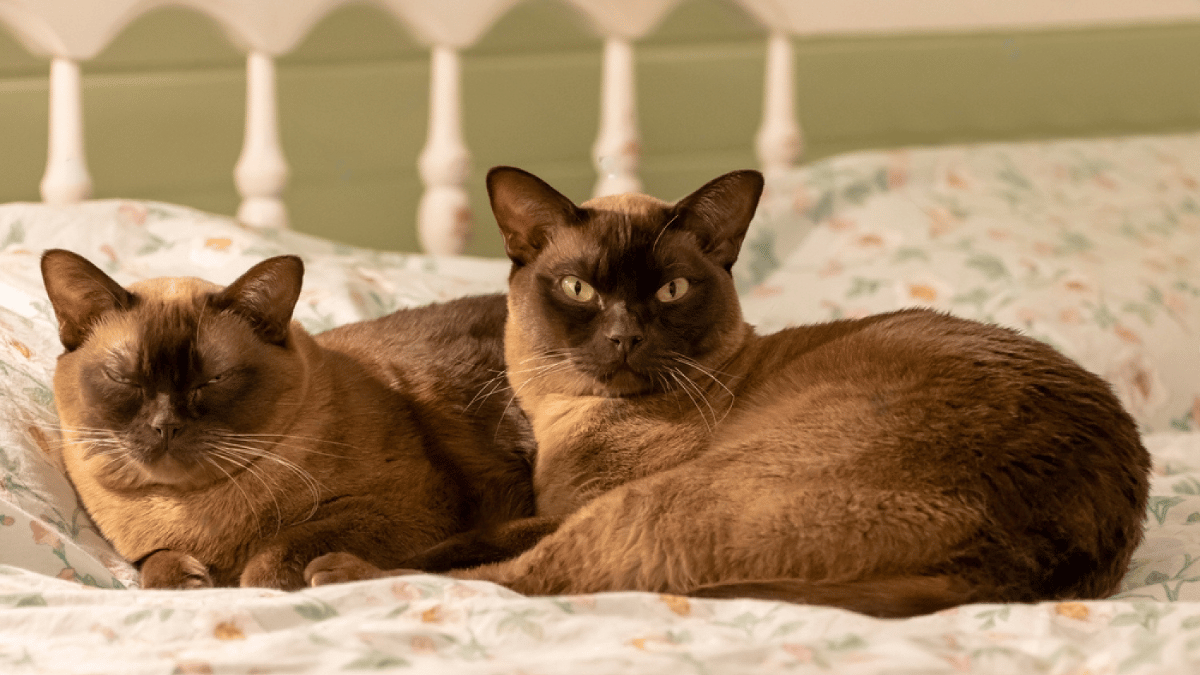 dos gatos birmanos