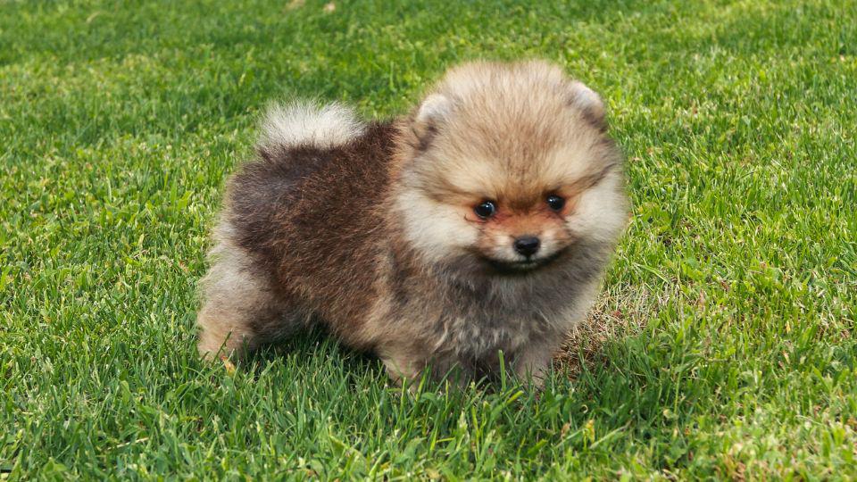 razas de perros más pequeños