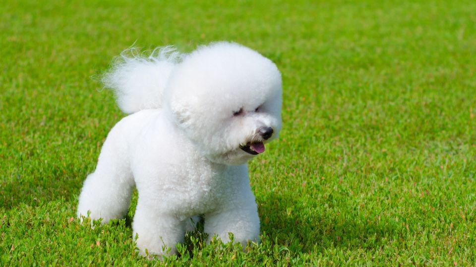 razas de perros pequeñas