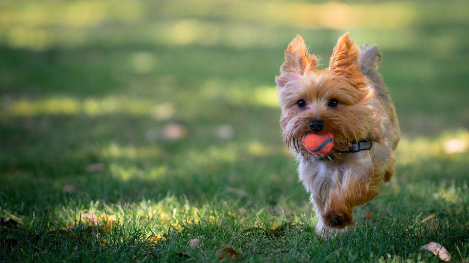 razas de perros más pequeñas