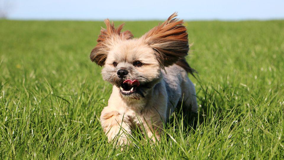 razas de perros más pequeños