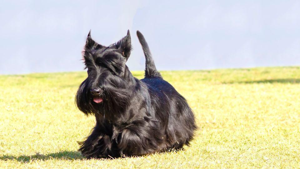 razas de perros más pequeños