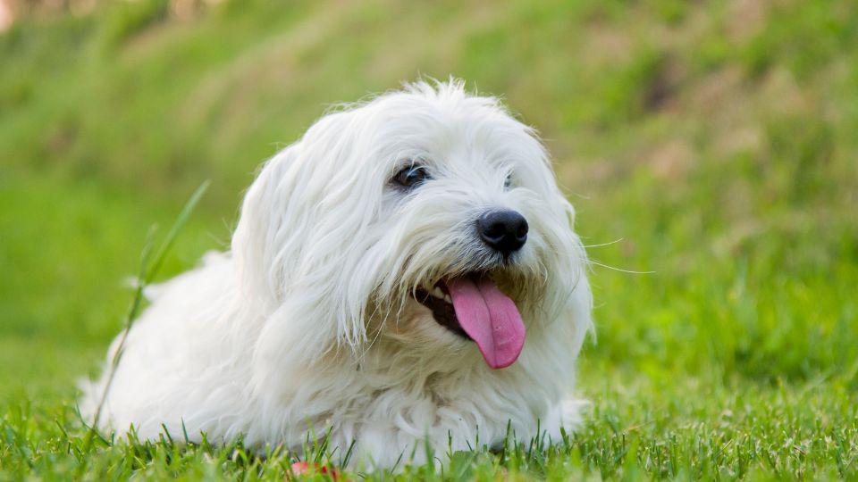 razas de perros pequeñas