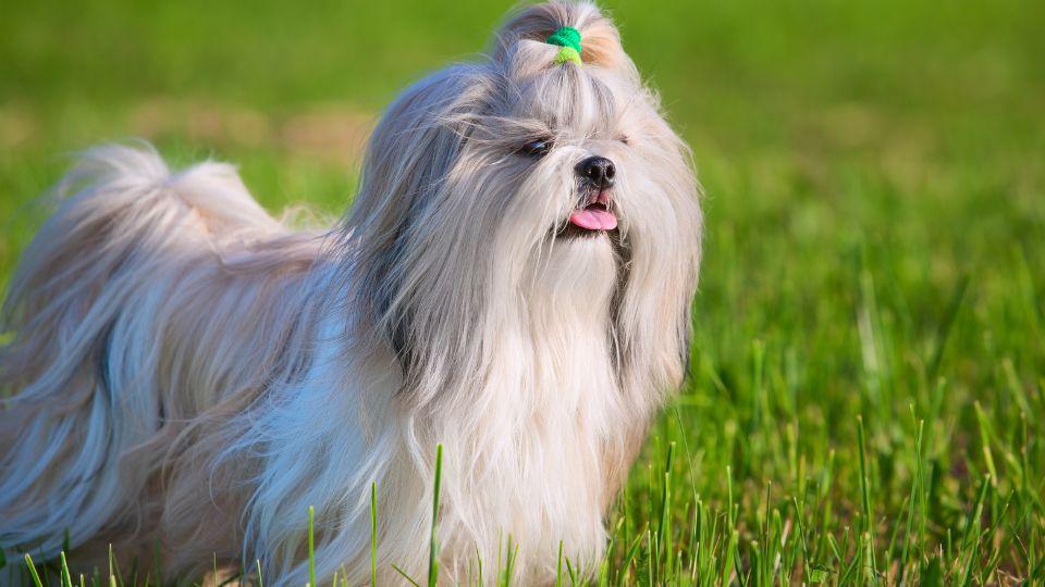 razas de perros más pequeños