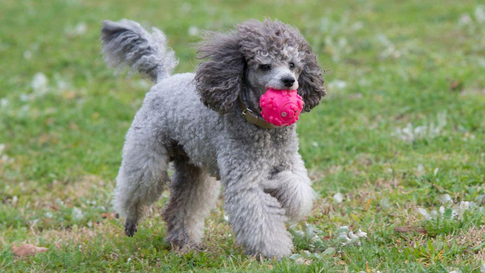 razas de perros más pequeños