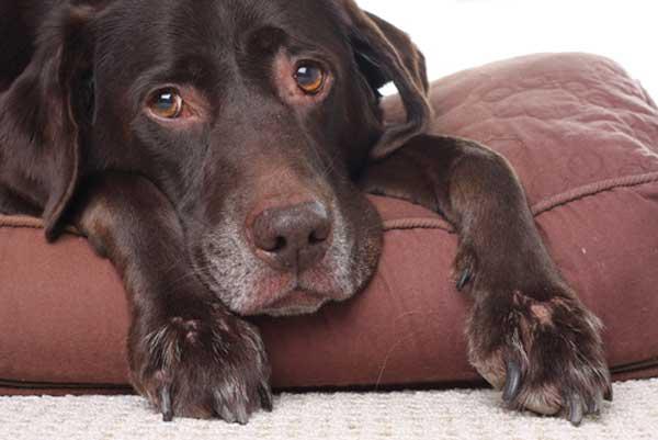 Cómo saber cuándo va a morir un perro
