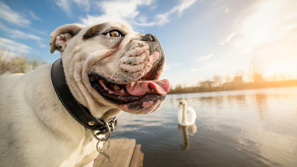 razas de perros con arrugas