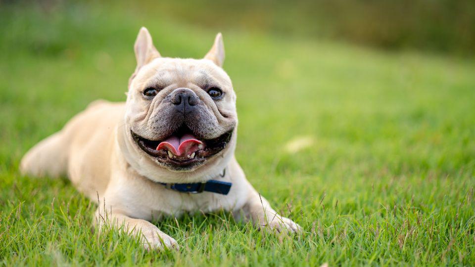 perros con arrugas