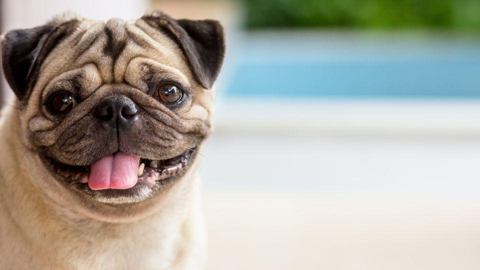 perros con arrugas