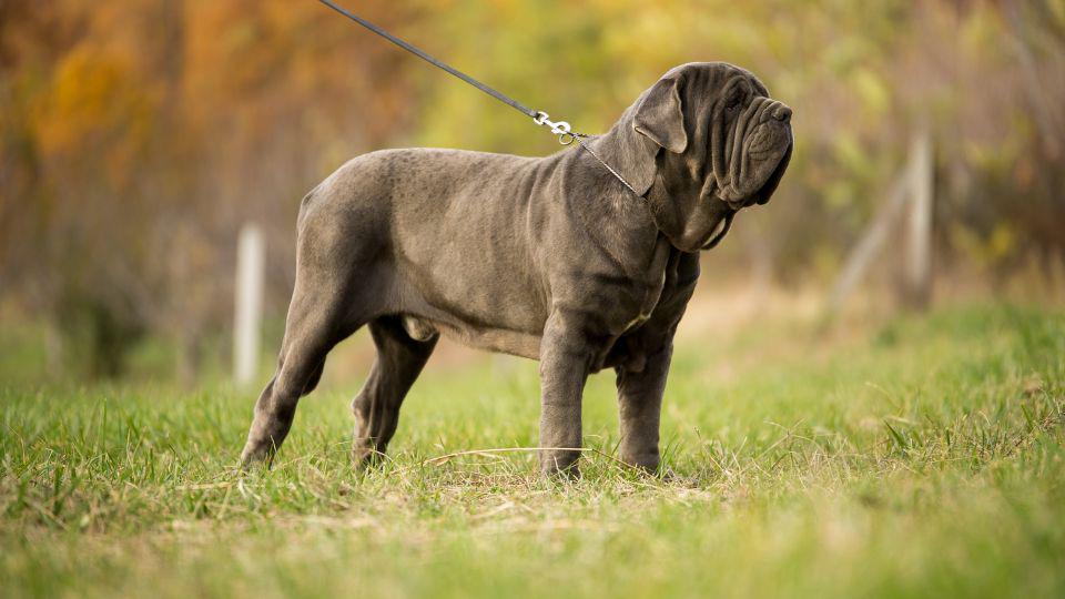 perros con arrugas