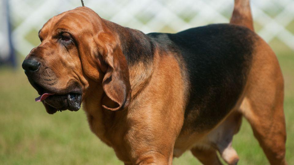 perros con arrugas