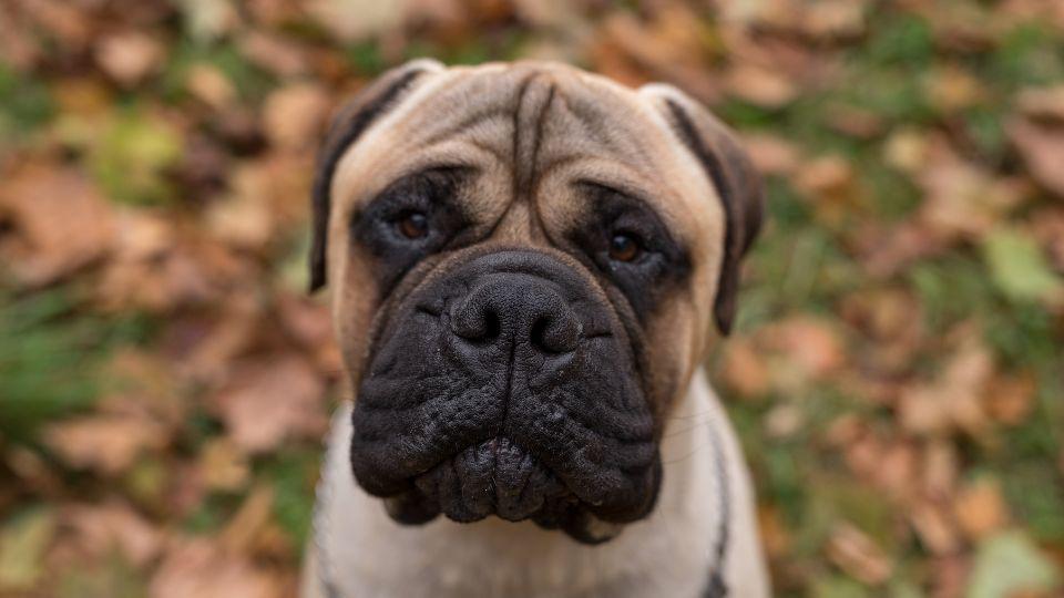 razas de perros con arrugas