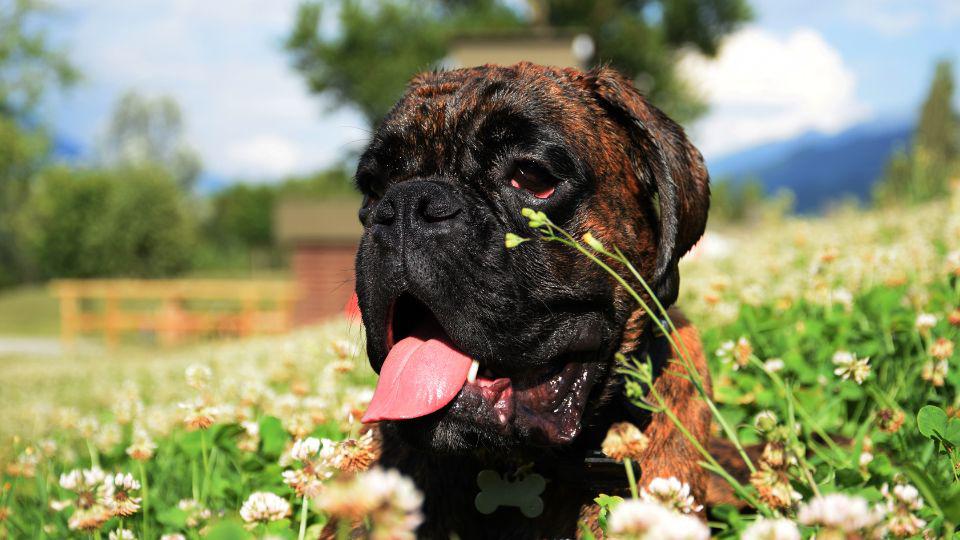 arrugas en perros