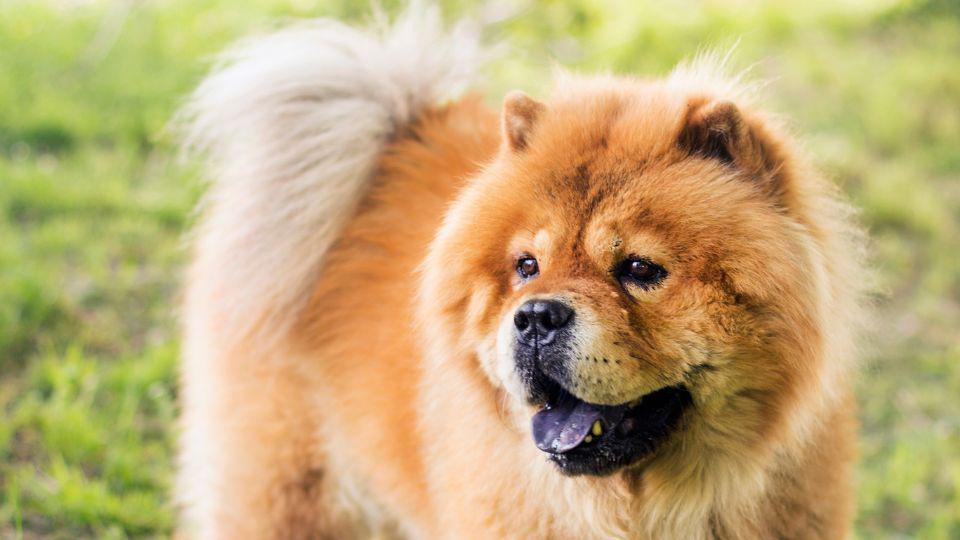 arrugas en perros