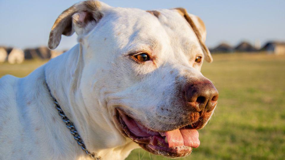 perros con arrugas