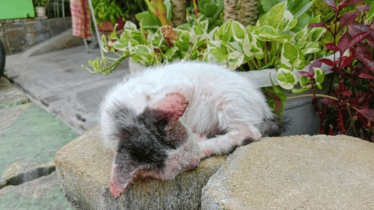 gato sarnoso