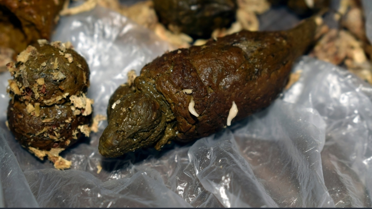 parasitos en las fecas