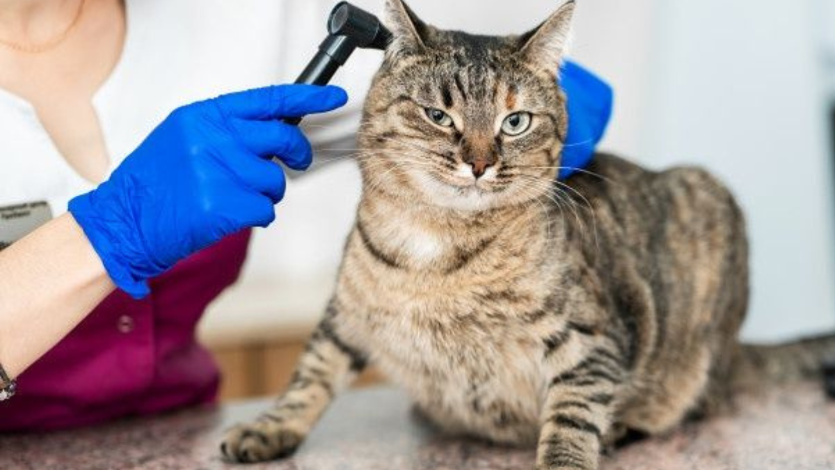 gato siendo examinado