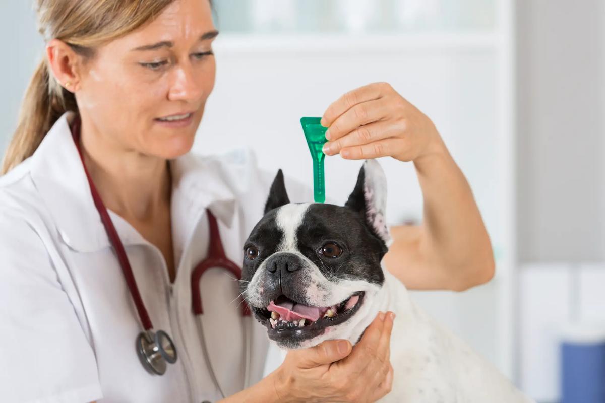 cómo prevenir la leishmania