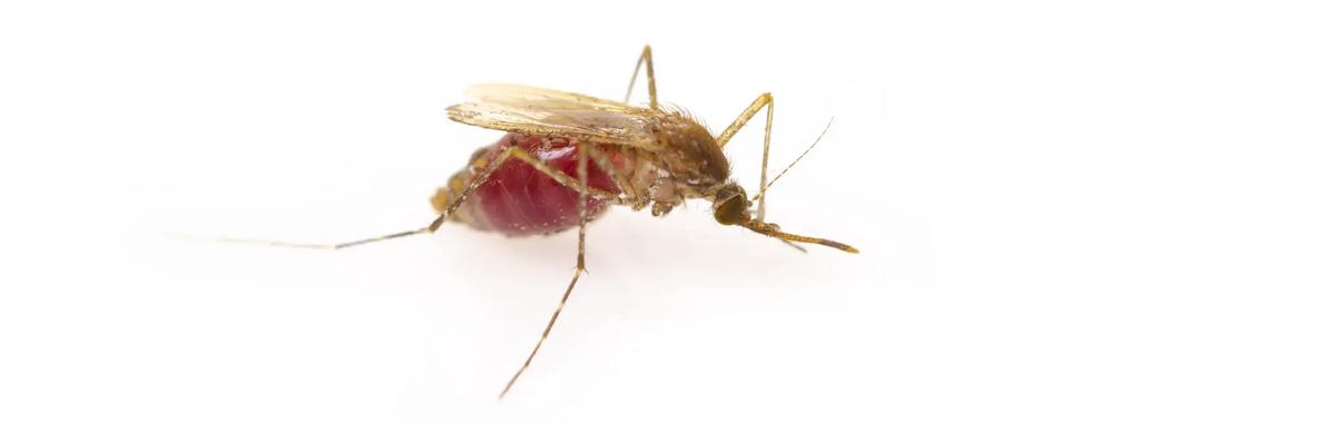 mosquito leishmania e1684096300114