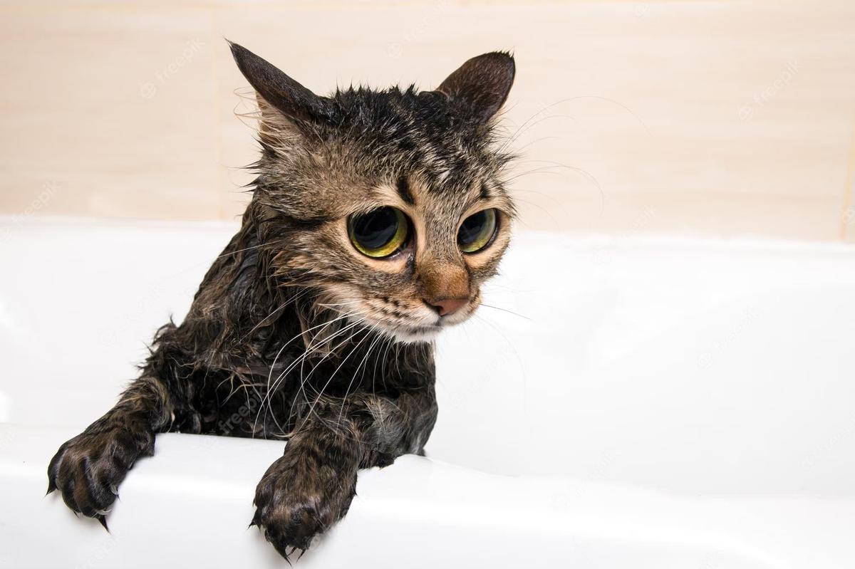 Cuidados básicos: Una guía completa para mantener a tu gato feliz y saludable
