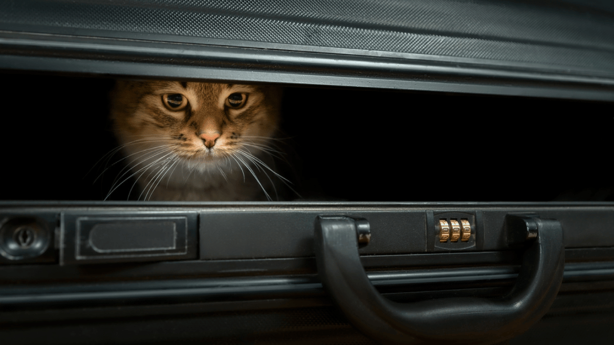 gato en maletín 