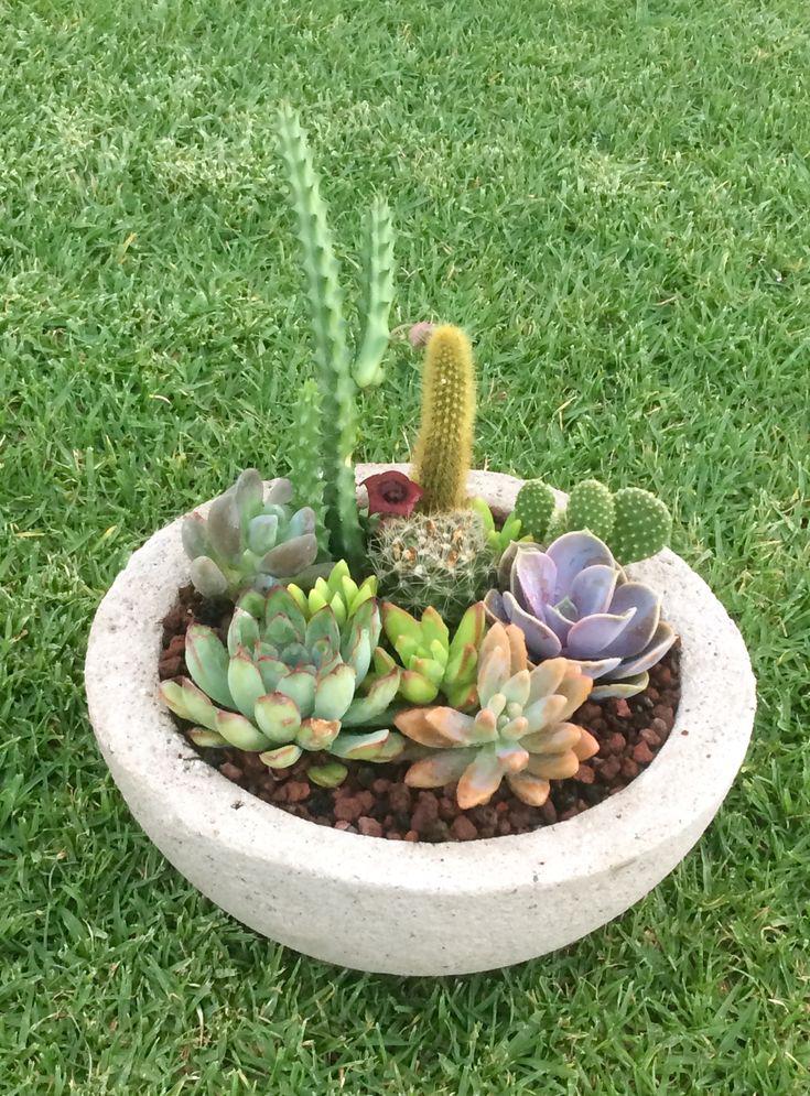 Maceteros con suculentas