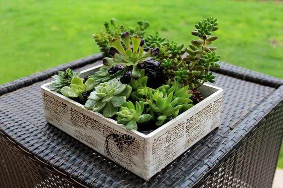 Cajas de suculentas