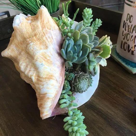 Ideas DIY con suculentas