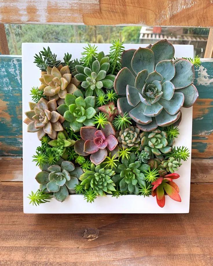 Cuadro vivo de suculentas
