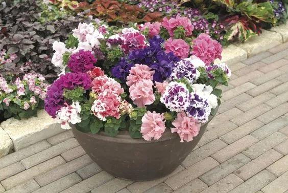 Petunias en macetas