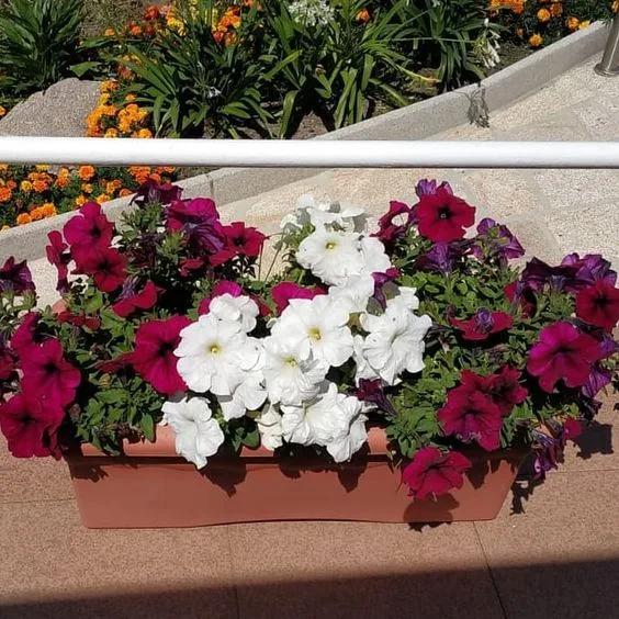 Jardineras de petunias