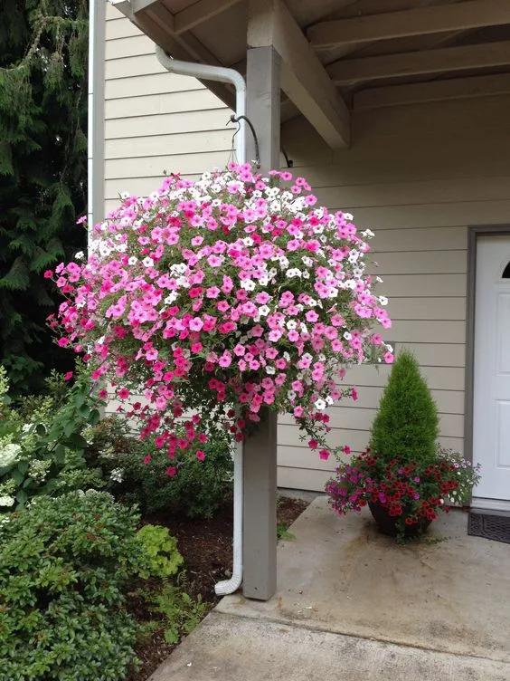 Como cultivar petunias grandes