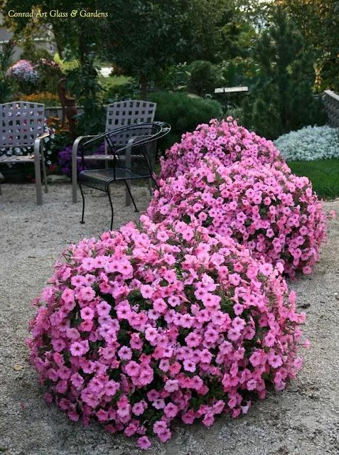 Como cultivar petunias grandes