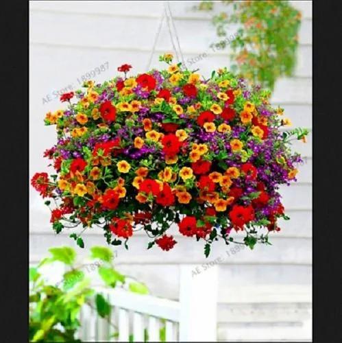 Cuidados de las petunias