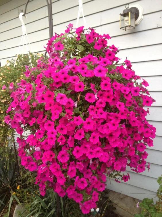 Especies de petunias