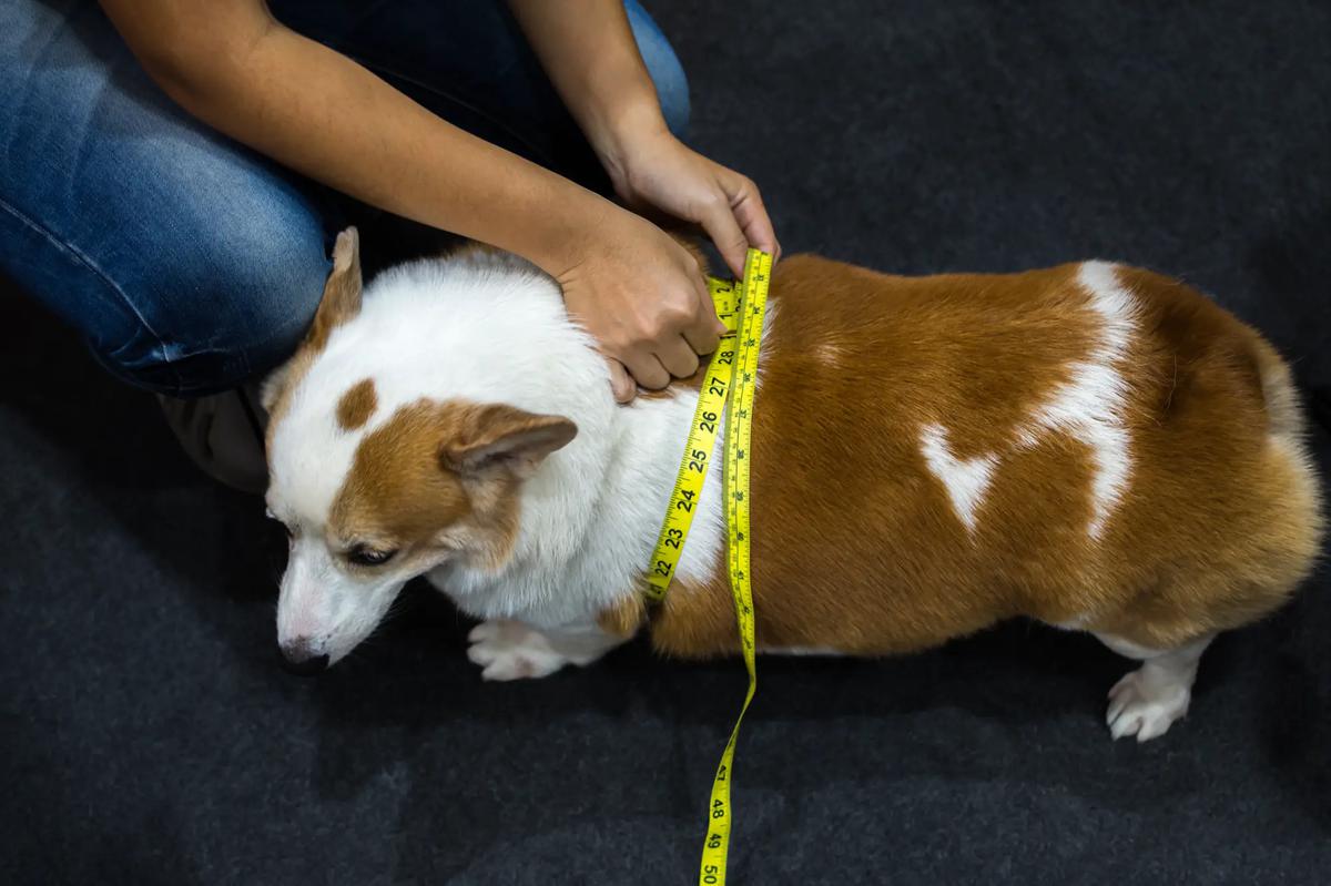 ayuno perro dieta