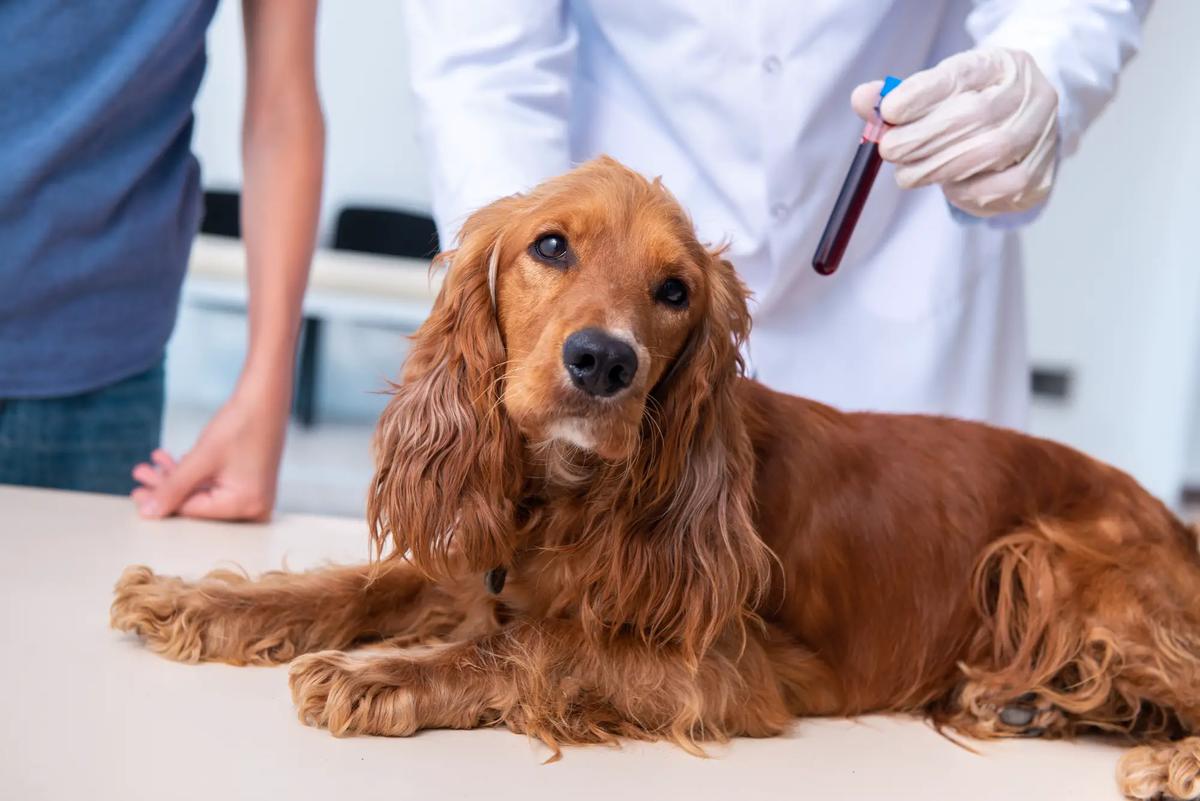 ayuno analisis sangre perro