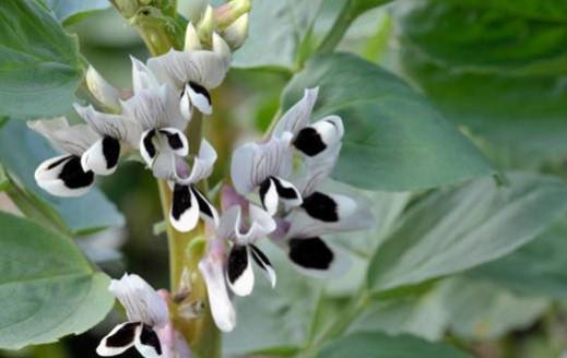 Flor de las habas