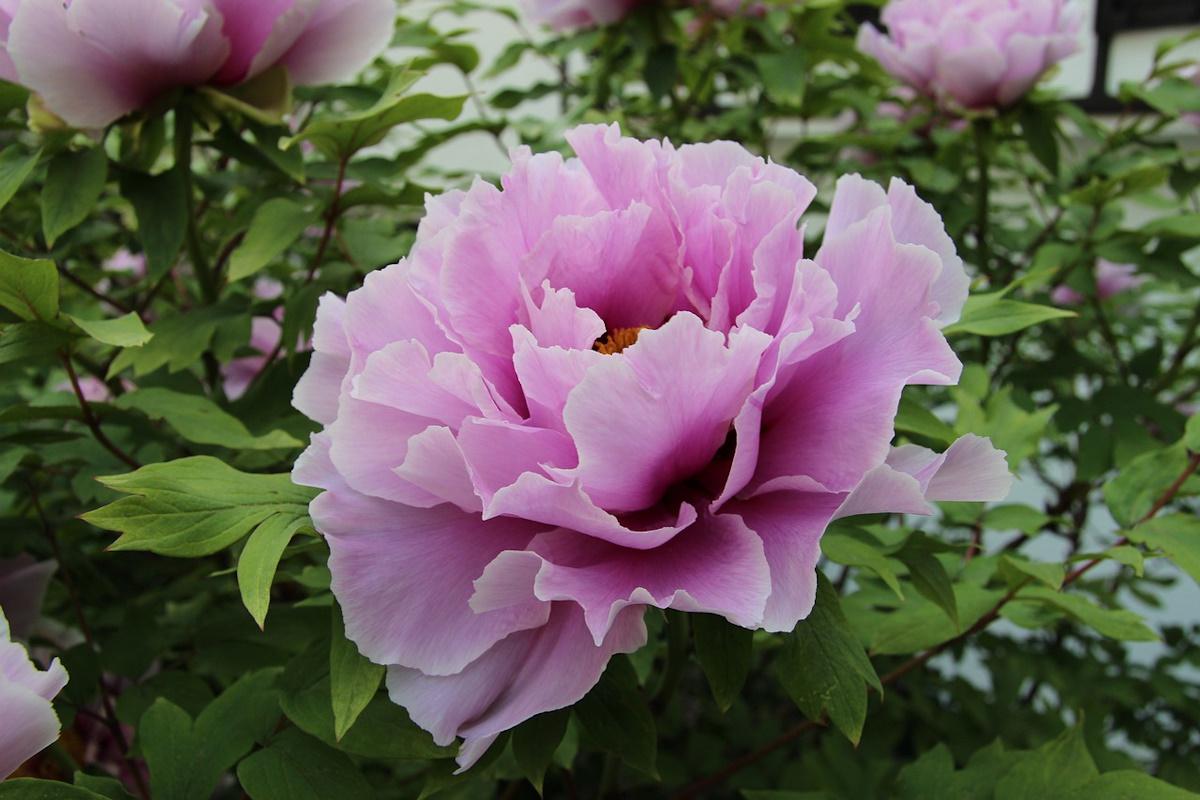 cultivar peonias en casa
