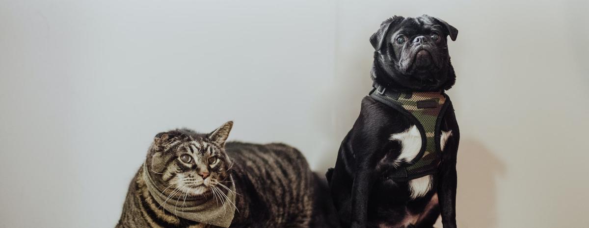 Cuál es la mascota más popular del mundo
