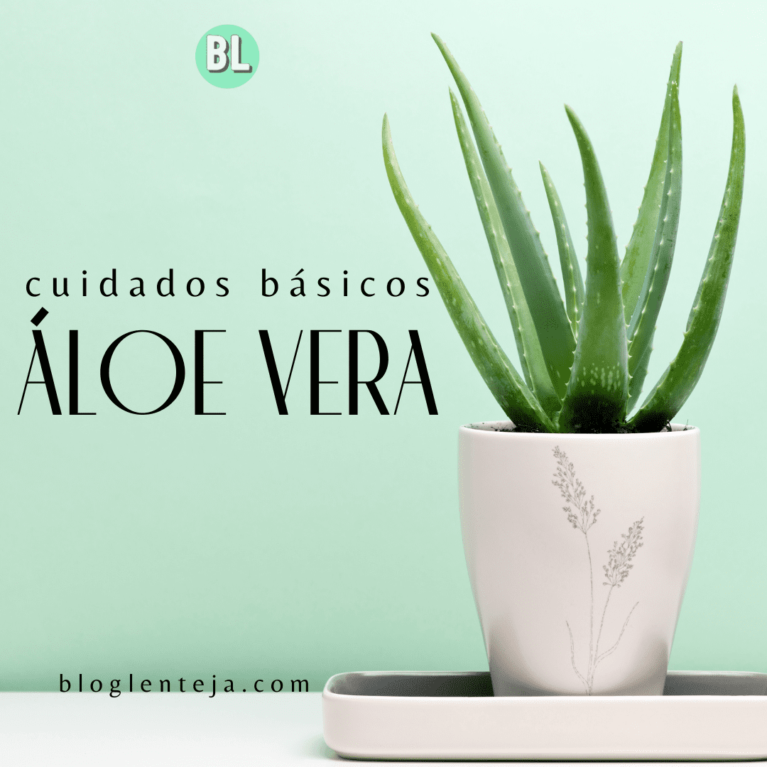 Cuidados básicos: Áloe vera